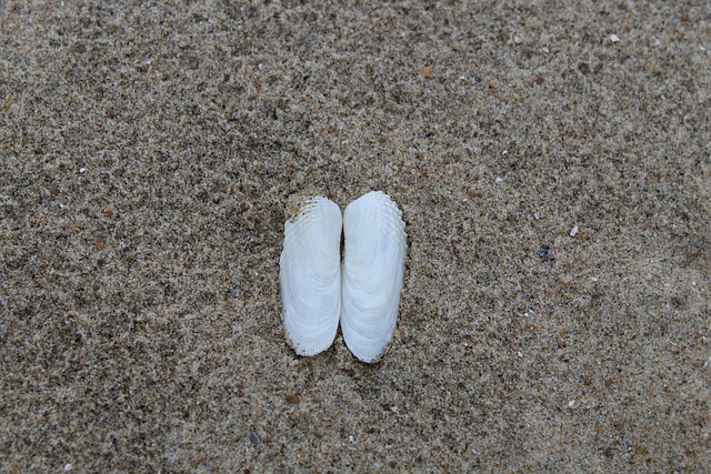 Free Sand Beach photo and picture
