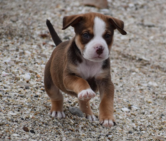 Free Dog Animal photo and picture