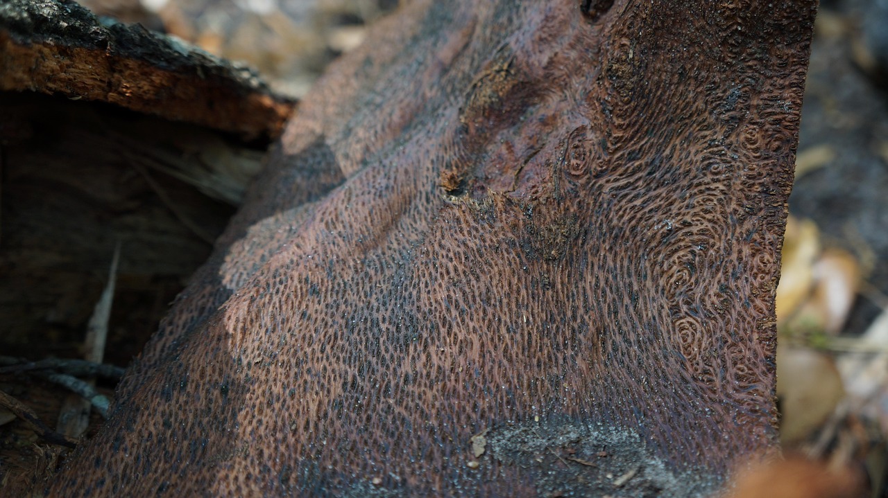 Nature Oak Bark - Free photo on Pixabay - Pixabay