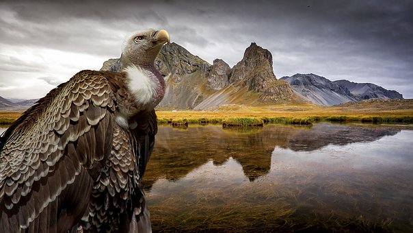 Free Nature Majestic photo and picture