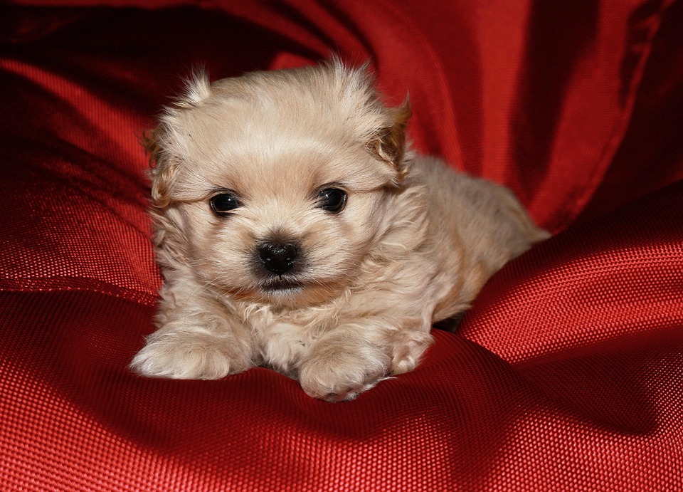 Chien Animal De Compagnie Petit Photo Gratuite Sur Pixabay