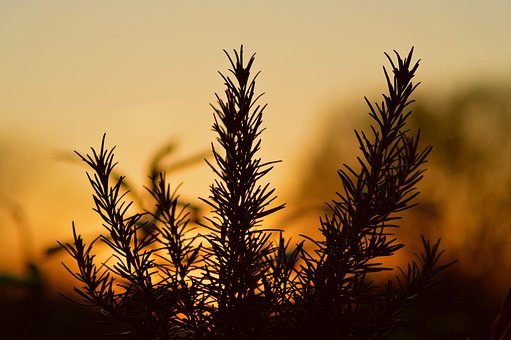 ธรรมชาติ, ต้นไม้, พระอาทิตย์ตก, รุ่งอรุณ