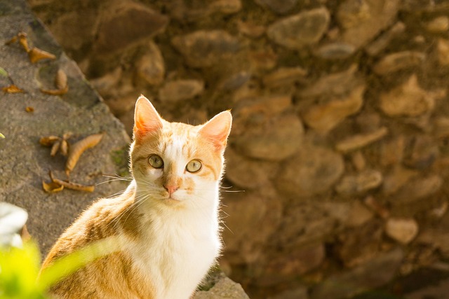 Free Animal Nature photo and picture