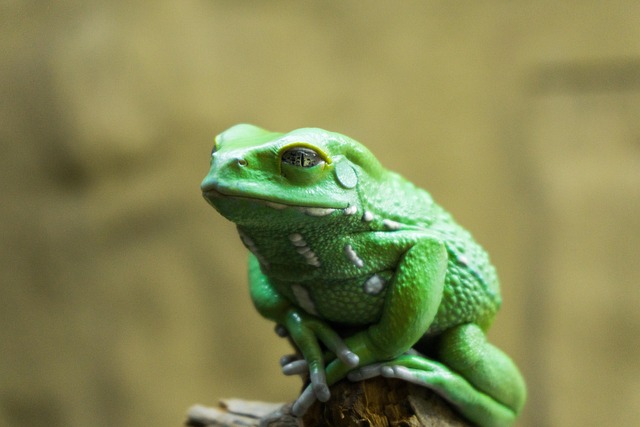 Free Wildlife Animal photo and picture