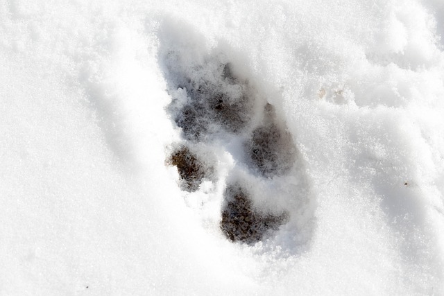 animal, print, nature, winter, snow, outdoors