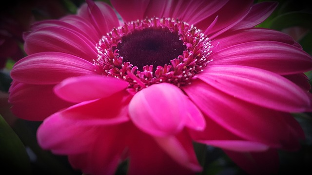 Free Flower Nature photo and picture