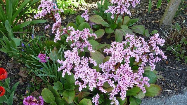 Free Flower Pear Herb photo and picture