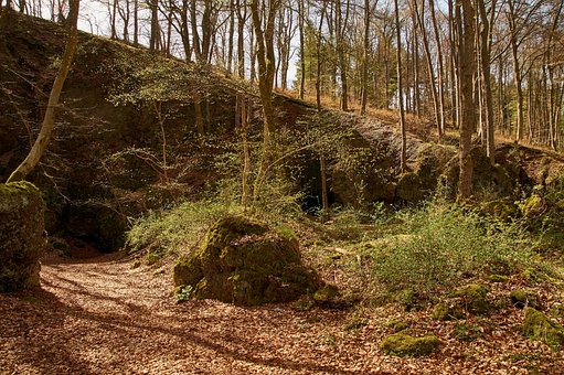 Free Wood Nature photo and picture