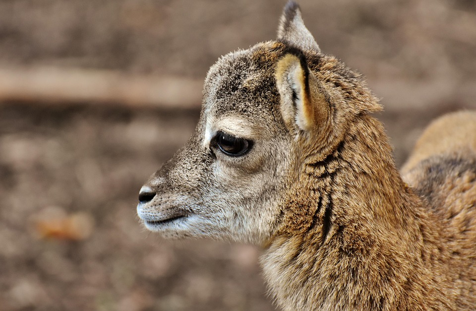 moeflon jong dier ram wild - gratis foto op pixabay