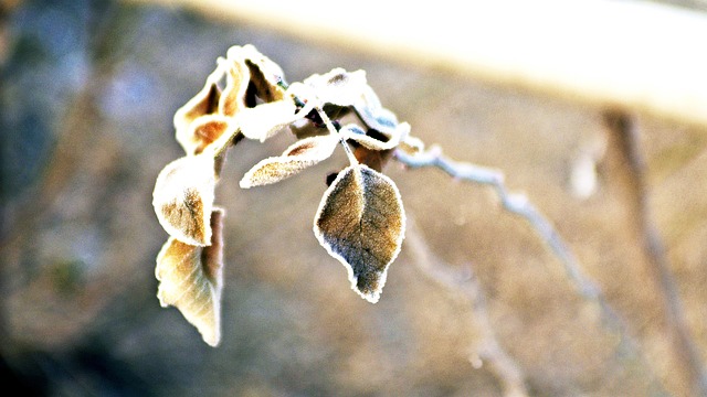 Free Frost Leaf photo and picture