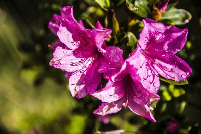 Flor, Naturaleza, Planta, Jardín