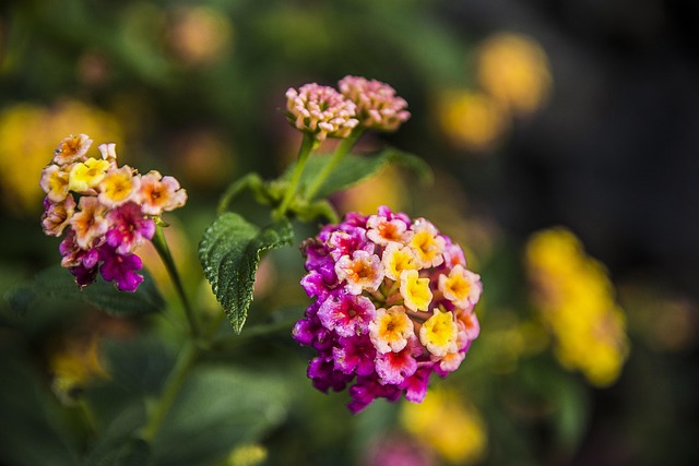 Flor, Naturaleza, Planta, Hoja
