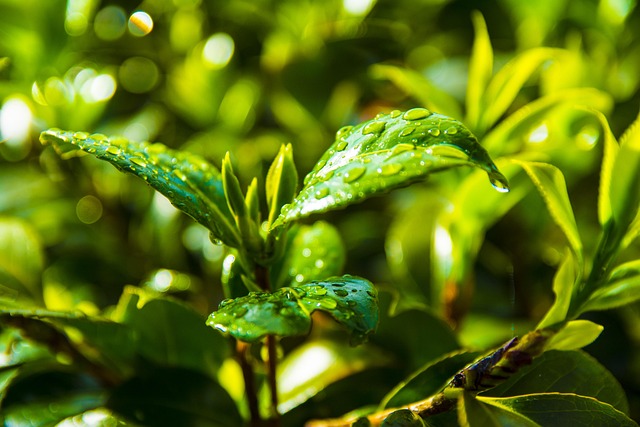 Hoja, Planta, Naturaleza, Frescura