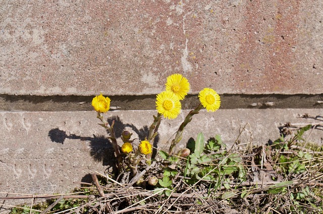 Free Plant Nature photo and picture
