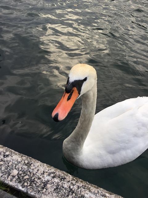 Schwan, Wasser, Schwäne, Vogel
