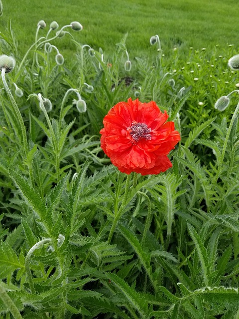 Free Field Nature photo and picture