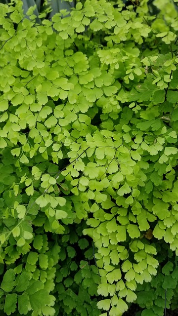 Free Flora Leaf photo and picture
