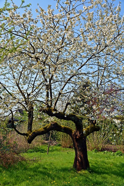 桜の木 木 季節 - Pixabayの無料写真 - Pixabay