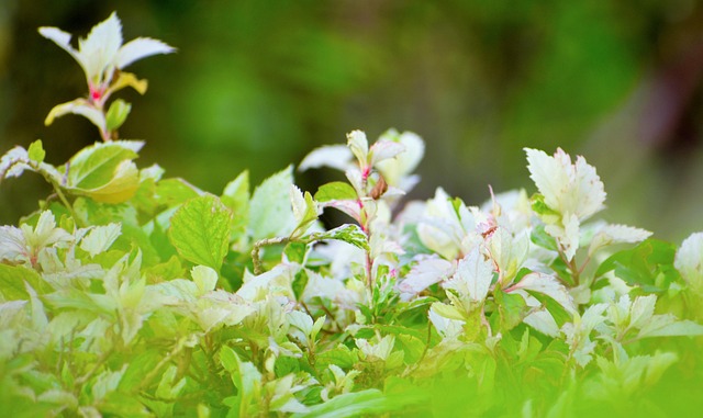 Free Nature Leaf photo and picture