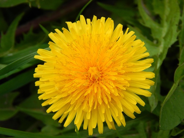 Free Dandelion Flower photo and picture