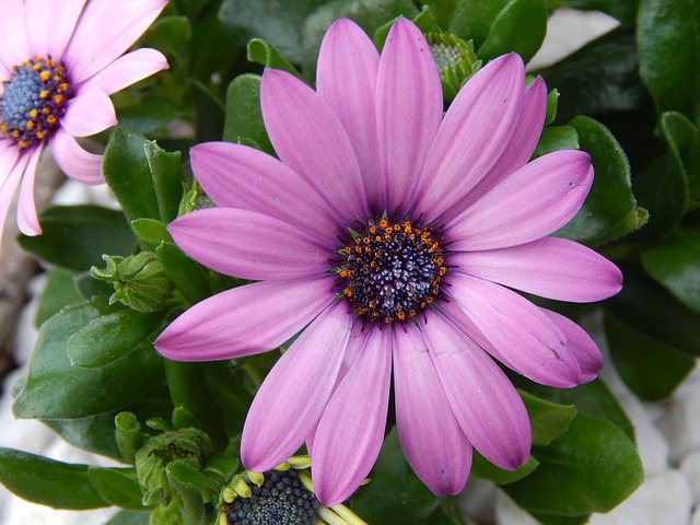 Free Purple Flower photo and picture