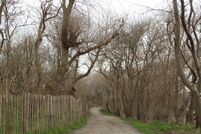 Free Tree Landscape photo and picture