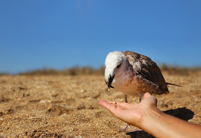 Die Natur, Vogel, Möwe