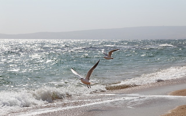 Meer, Natur, Möwen, Sommer