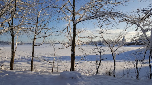 Free Winter Tree photo and picture