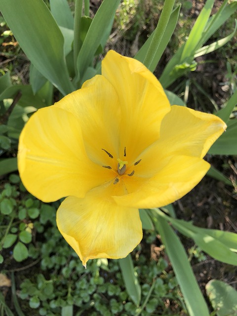 Blomst, Natur, Blomst Tapet