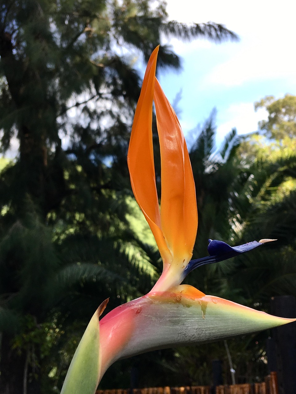 珍しい花 オレンジ色の花びら オレンジ Pixabayの無料写真