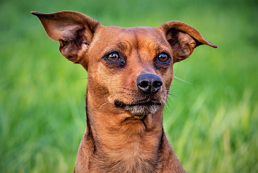 Free Animal Nature photo and picture