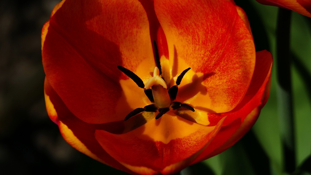 Yellow - free online jigsaw puzzle photo