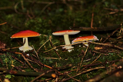 Free Mushroom Toadstool photo and picture