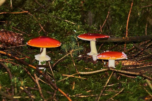 Free Mushroom Toadstool photo and picture