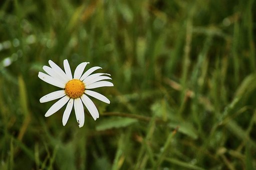 Free Daisies Grass photo and picture