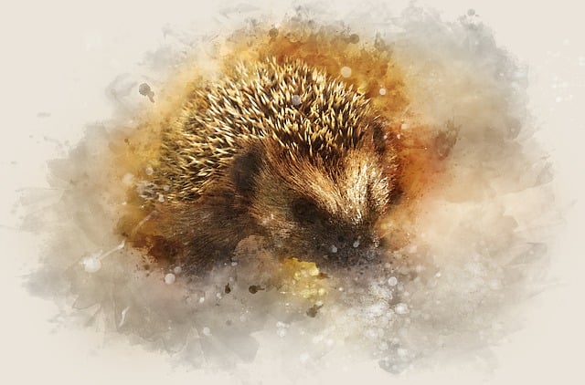 Free hedgehog nature animal illustration