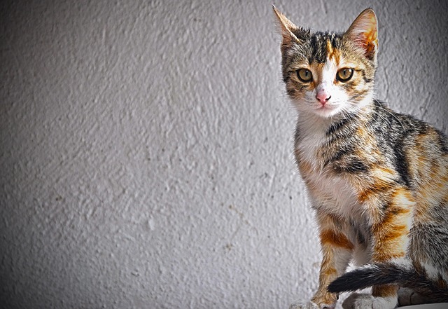 Free Cute Animal photo and picture