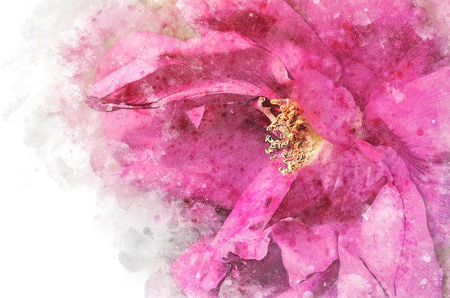Rose, Blütenblätter, Natur, Rosa