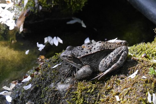 Free Frog Reptile photo and picture