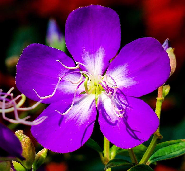 Te Des Fleurs Mâles La Nature - Photo gratuite sur Pixabay