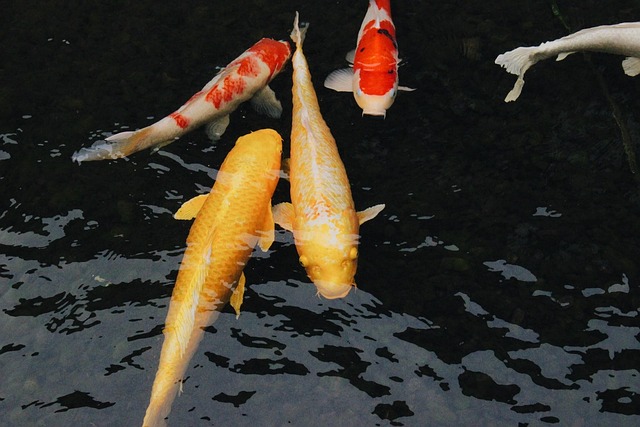 Free Water Invertebrate photo and picture