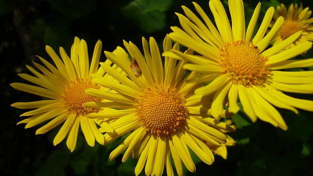 Free Flower Garden photo and picture