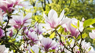 Flower, Magnolia, Nature, Plant