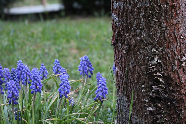 Free Nature Beautiful Flowers photo and picture