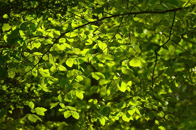 Free Leaves Nature photo and picture