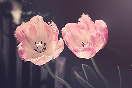 Tulips, Garden, Garden Flowers