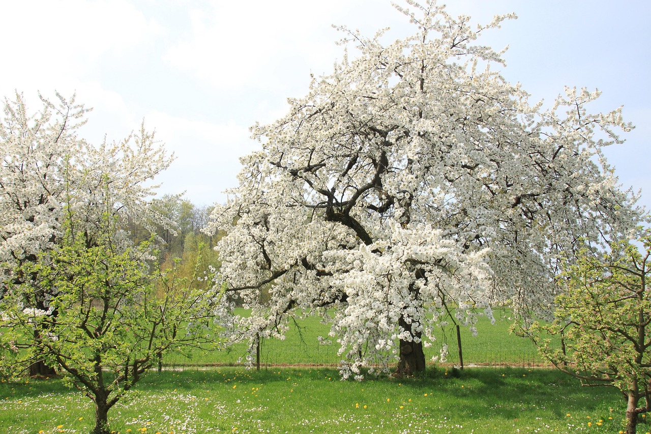 Free Cherry Blossom Franconian Switzerland photo and picture