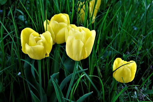 Free Nature Flower photo and picture