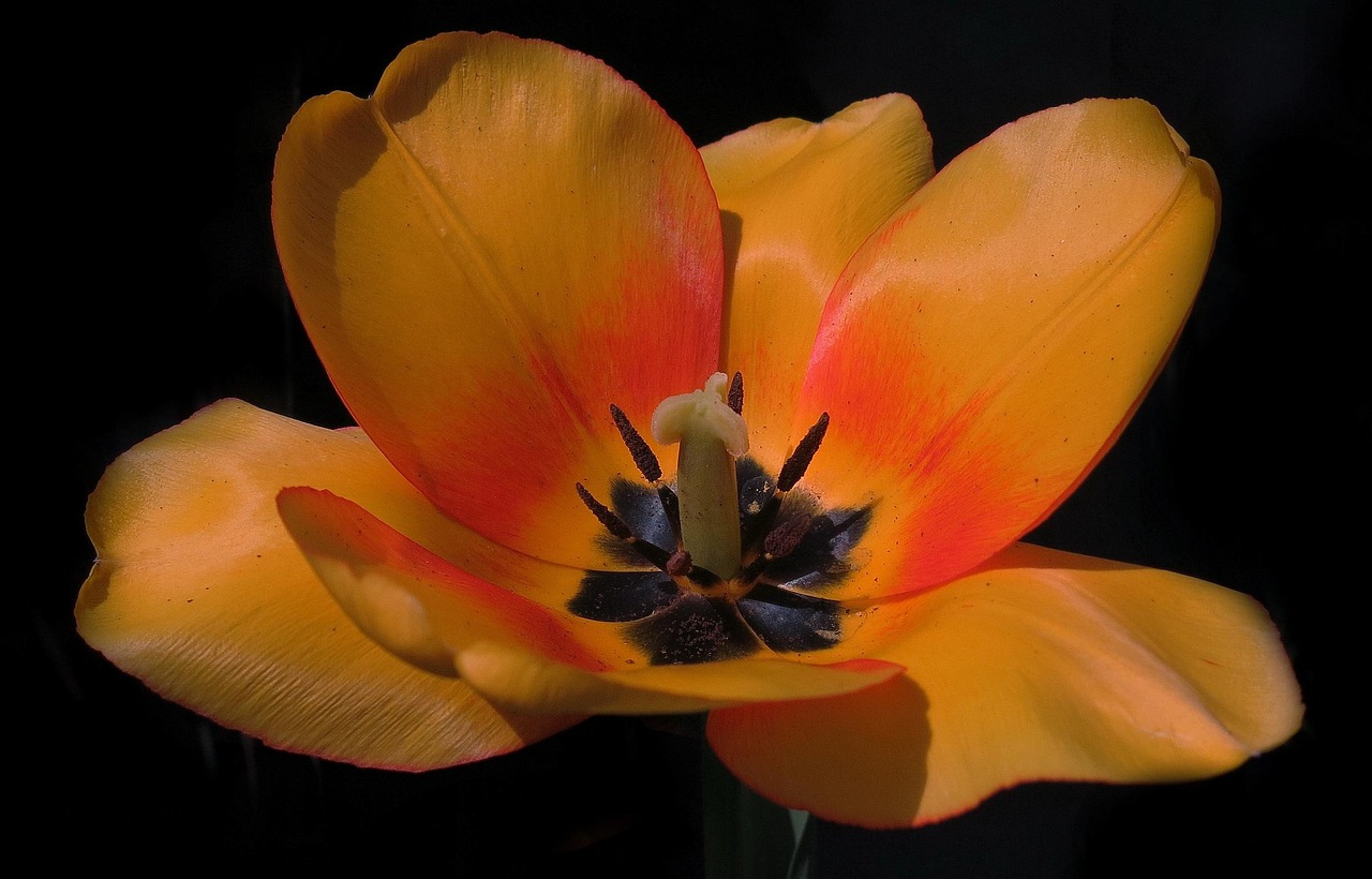 Apeldoorn - free online jigsaw puzzle photo